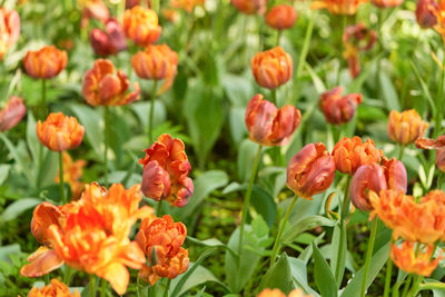 Close-up of red flowering plants