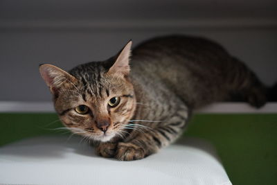 Close-up portrait of a cat