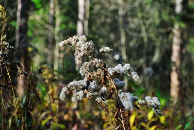 Close-up of wilted flower on field in forest