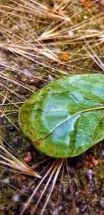 High angle view of insect on leaves