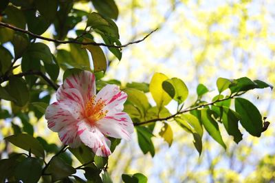 Close-up of pink flower on tree