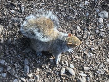 High angle view of squirrel on rock