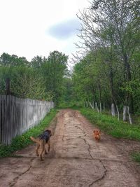 Dog amidst trees against sky