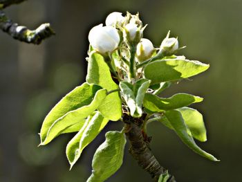 Close-up of flower buds growing on plant