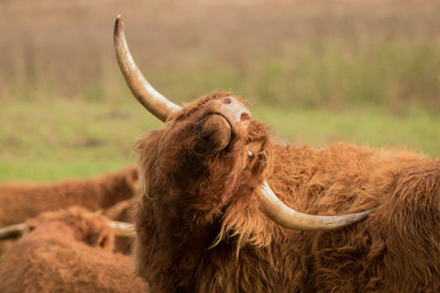 Close-up of a horse on field