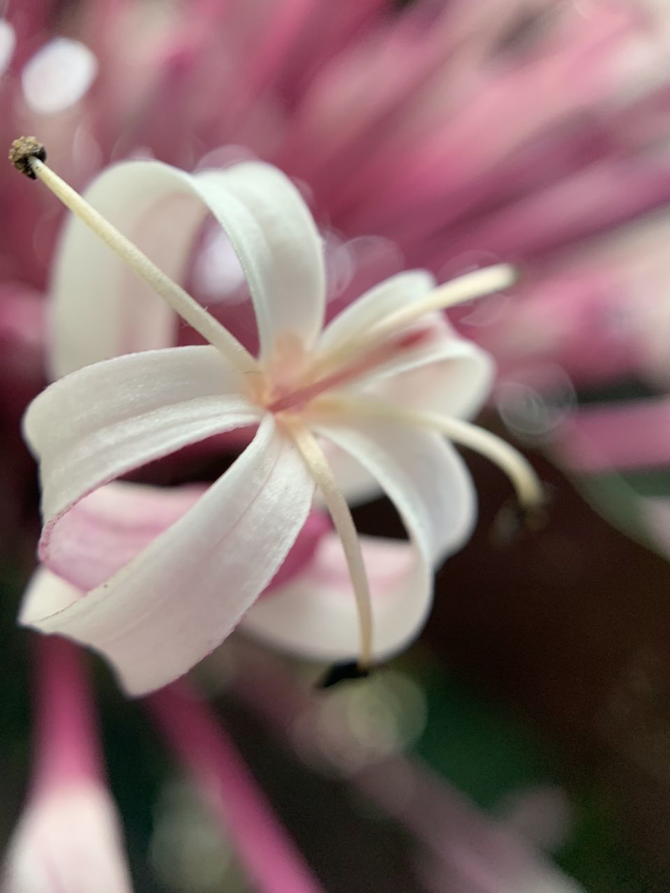 CLOSE-UP OF PURPLE FLOWERING PLANT