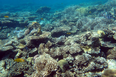 undersea