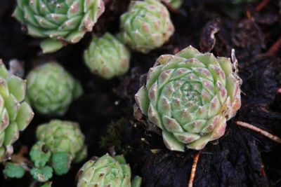 High angle view of cactus