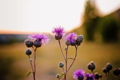 Close-up of purple flowering plant