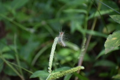 Close-up of dandelion plant