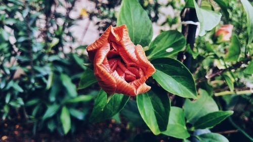 Close-up of flower growing on plant