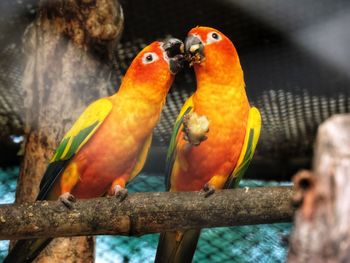 Close-up of parrot perching on branch