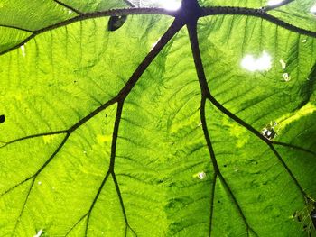 Low angle view of fresh green leaf
