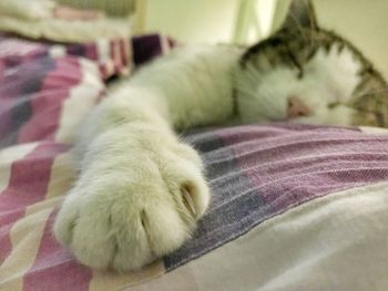 Close-up of cat relaxing on bed