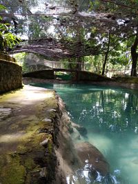 Scenic view of lake in forest