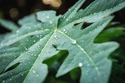 Close-up of raindrops on leaves