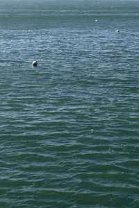 High angle view of seagull swimming in sea