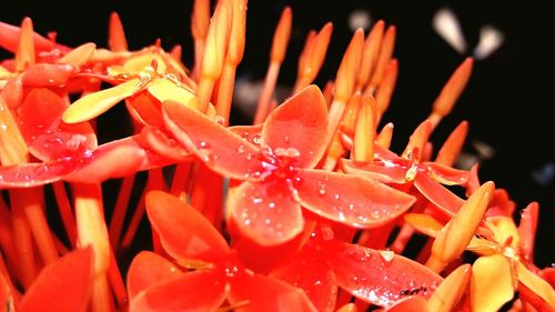 Close-up of orange flowers blooming outdoors