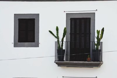 Potted plant on balcony