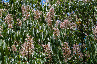 Close-up of flowering plants against trees