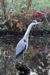 Close-up of gray heron perching on tree against plants