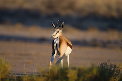 Deer standing on field