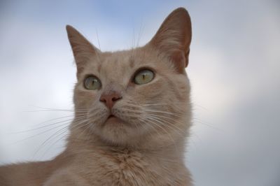 Portrait of cat against sky