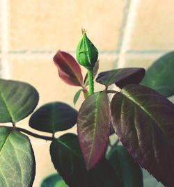 Close-up of green plant