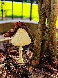 Close-up of mushroom growing on tree trunk