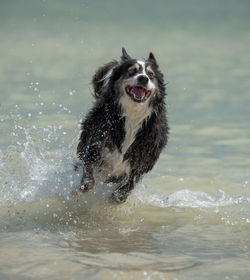 Dogs running in gulf of mexico