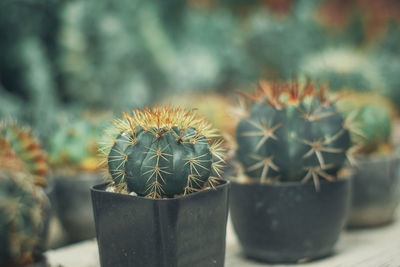 Close-up of potted cactus plant