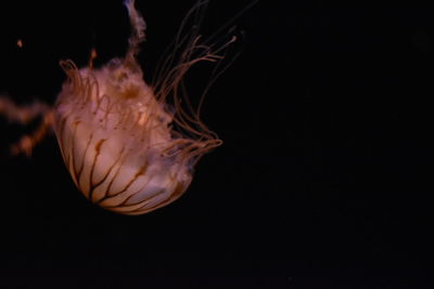 Close-up view of black background
