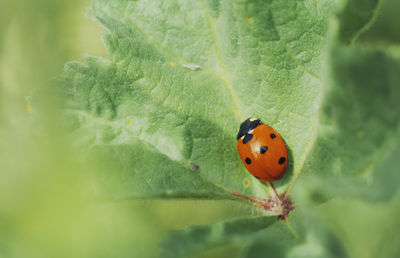 Close-up of ladybug on leaf