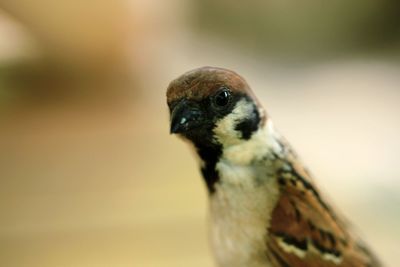 Close-up of a bird