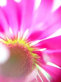 Close-up of pink flower blooming outdoors