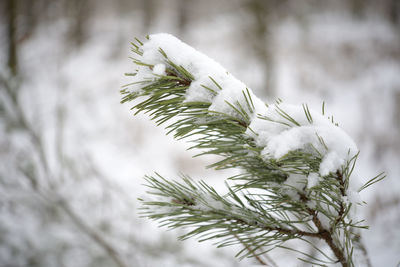 Close-up of snow on leaf during winter