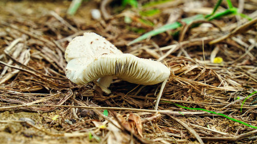 Close-up of mushroom growing on field