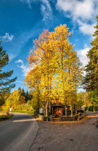 Autumn trees by road against sky