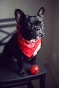 Young black french bulldog with a red scarf around his neck is sitting on a chair by the window