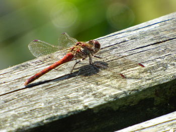 Close-up of dragonfly on wooden floor