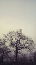 Low angle view of bare tree against clear sky