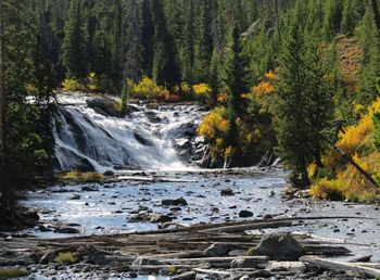 Scenic view of stream flowing through rocks in forest