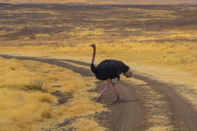 Bird walking on shore