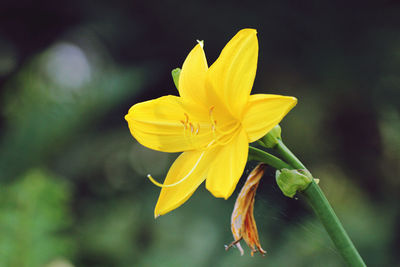 Close-up of yellow flowering plant