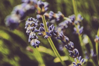 Close-up of purple flowers