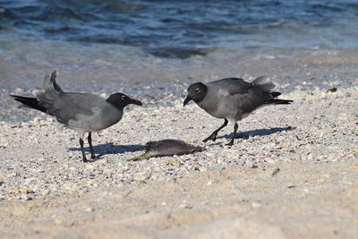 Birds on sand at beach