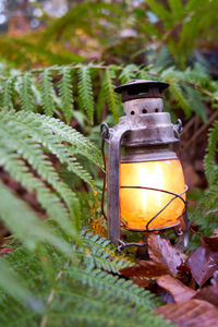 Close-up of illuminated lantern on plant in field