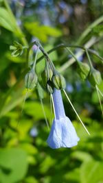 Close-up of bluebell flower blooming