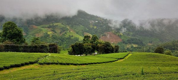 Scenic view of agricultural field