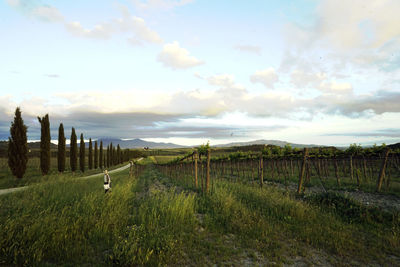 Scenic view of field against sky